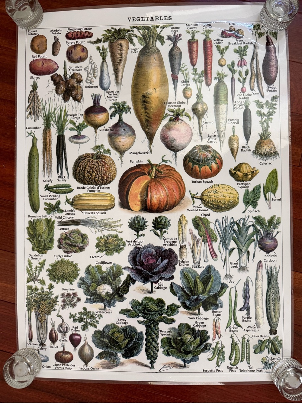 Fruits And Vegetables - School And Family Charts Poster (Size: 24" x 18”)